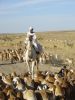 Herding sheep, road to Gederef, Sudan