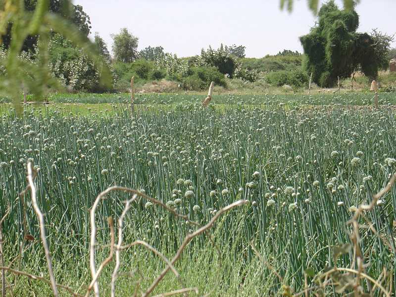 Fields at Barah