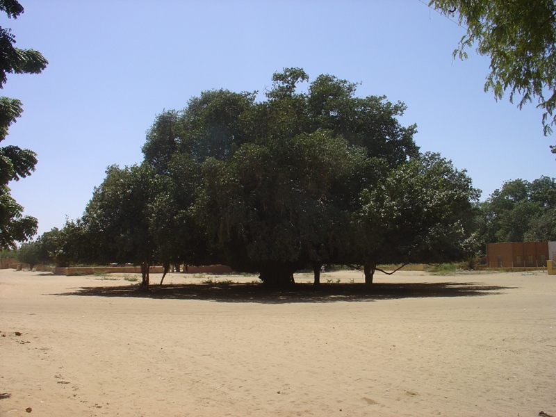 Enormous Fig Tree, Barah