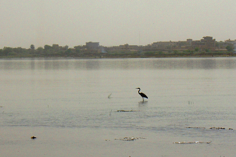 Heron On The Nile