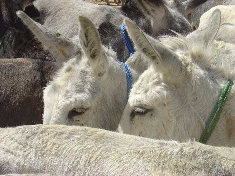 Souq Nagar donkeys close up