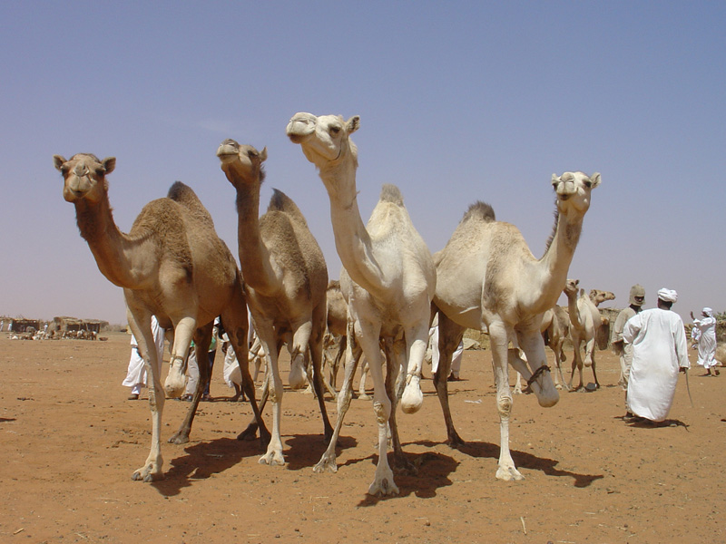 souq Nagar camels necks