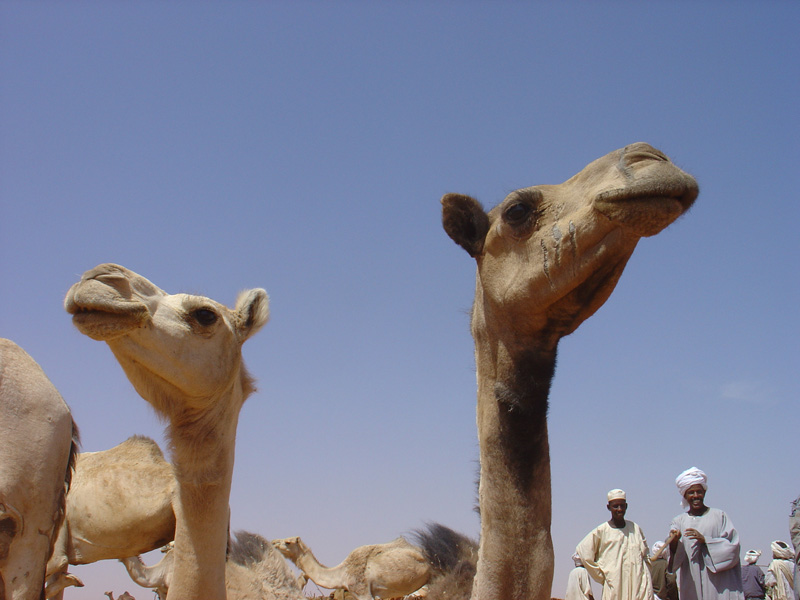 Souq Nagar camels necks