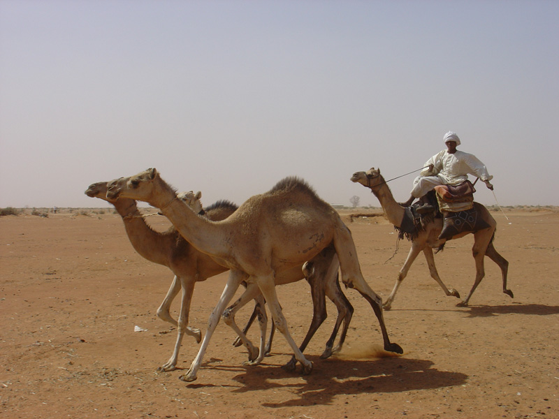 Souq Nagar camels mounted
