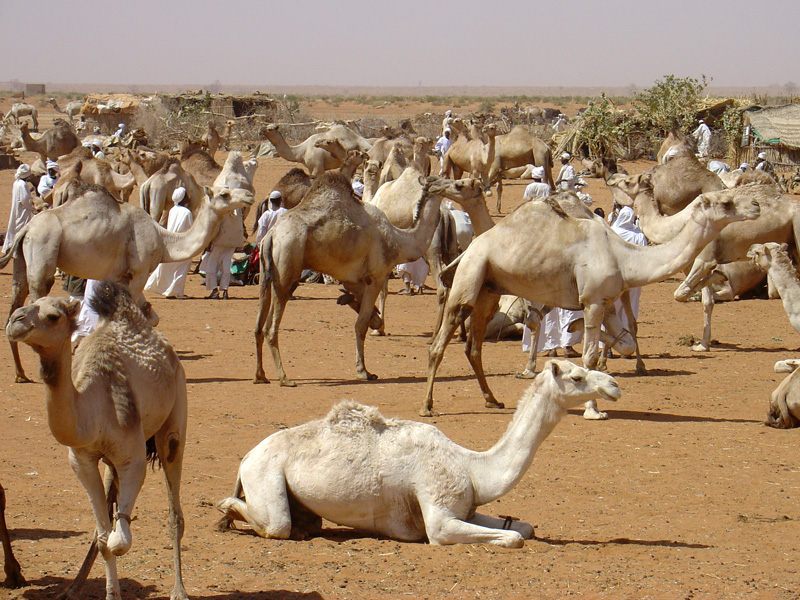 souq Nagar camels field