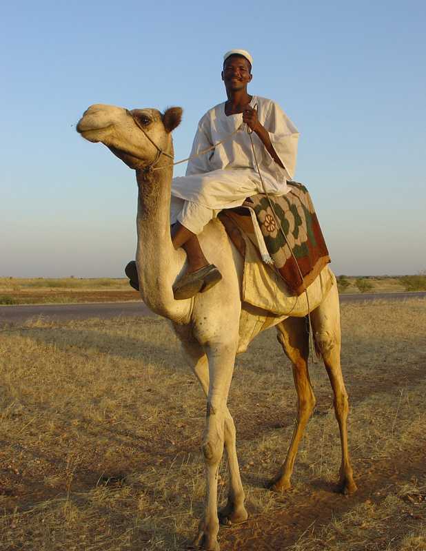 Camels at El Obied Dilling road