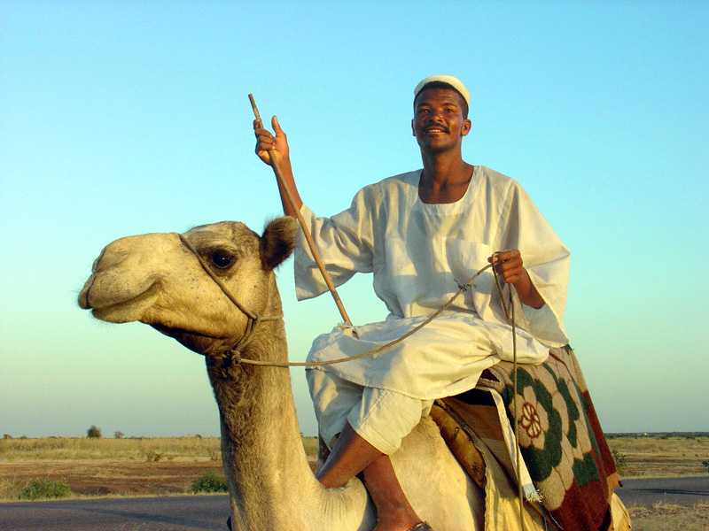 Camels at El Obied Dilling road