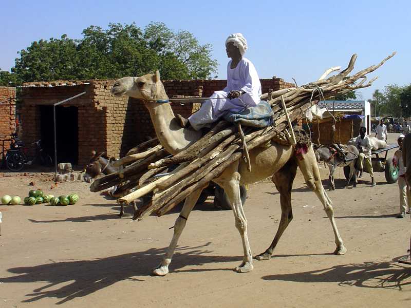 Camels at Dilling market