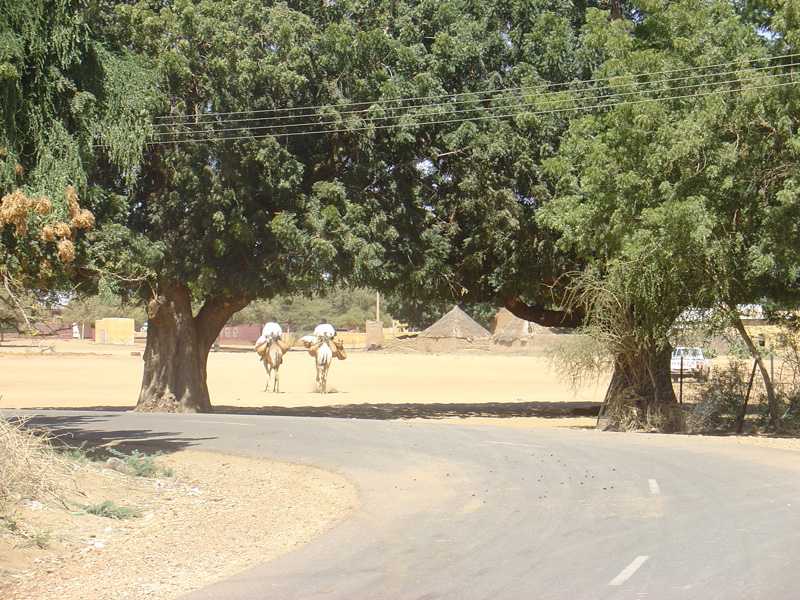 Camels at Barah