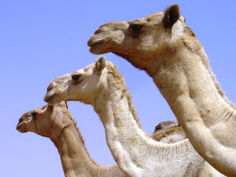 Camels at Mawaylish
