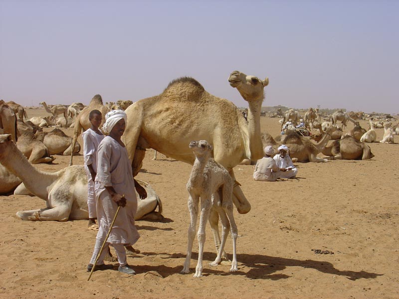 Baby camels at Mawaylish