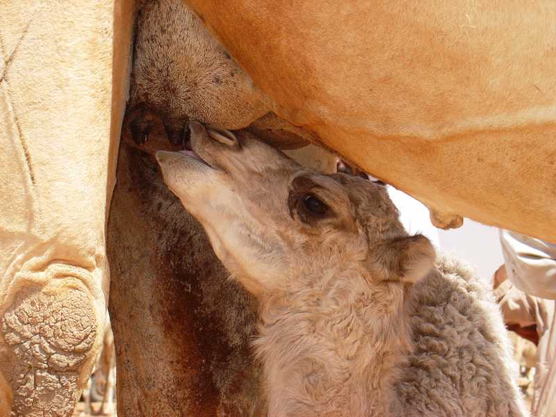 Baby camels at Mawaylish