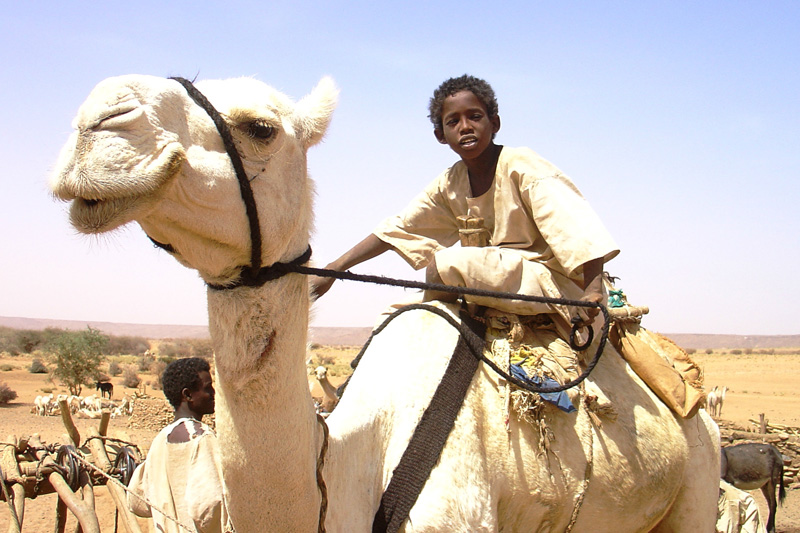 Boy and camels at Naqa
