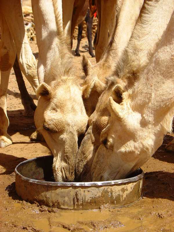 Camels drinking at Naqa