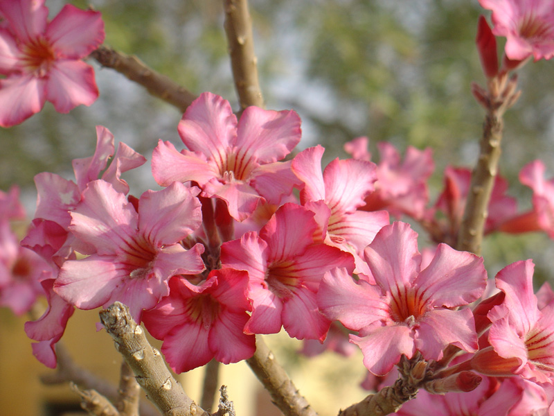 Jahanamia blossom