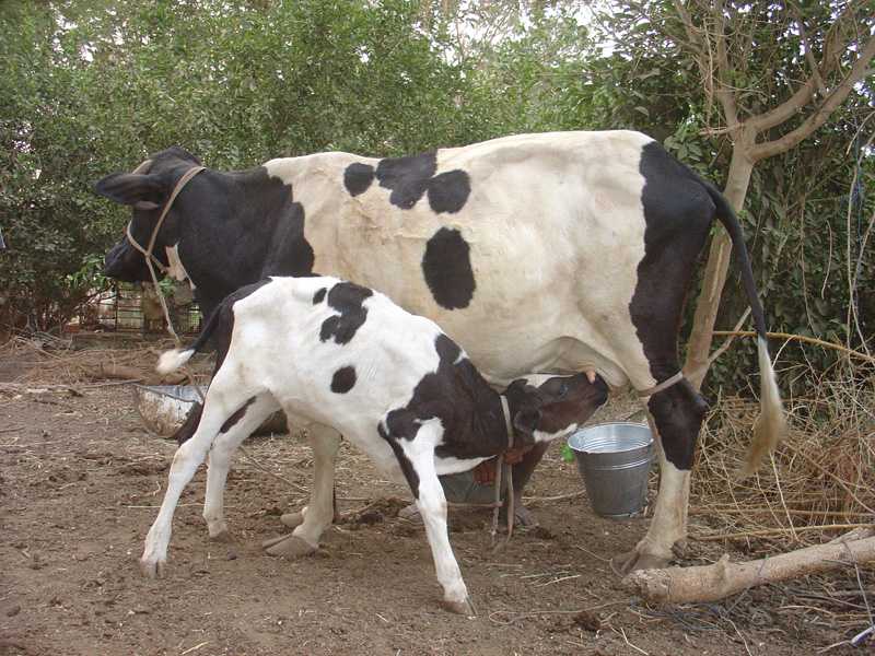 Shambatt Island milking cows