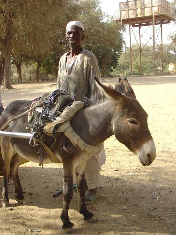 Donkey caro, collecting water