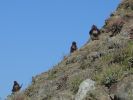 Gelada baboons, Jita Gorge