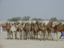 Niger Nguigmi camelmarket
