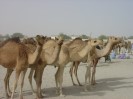 Niger Nguigmi camelmarket