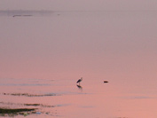 a heron on the Nile